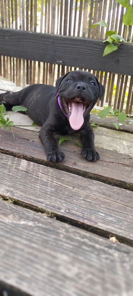 Gm'family - Aya Nakamura 