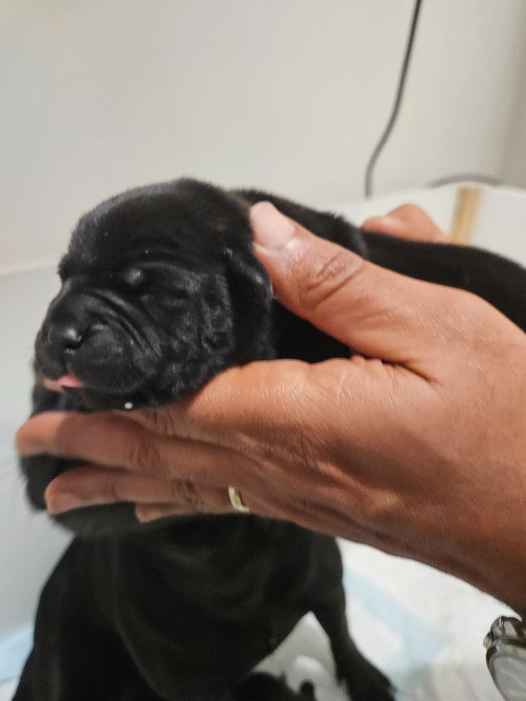 Gm'family - Chiots disponibles - Staffordshire Bull Terrier