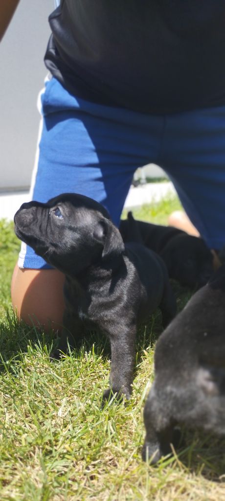 Gm'family - Chiots disponibles - Staffordshire Bull Terrier