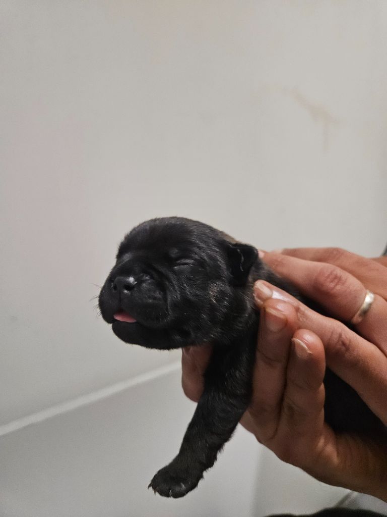Gm'family - Chiots disponibles - Staffordshire Bull Terrier