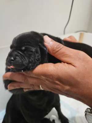 CHIOT