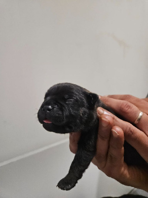 CHIOT