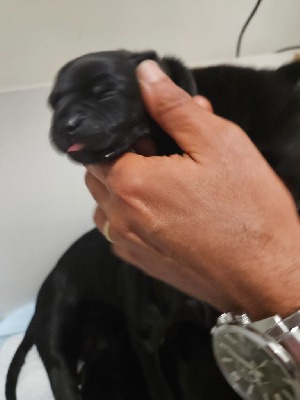CHIOT