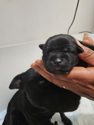 CHIOT