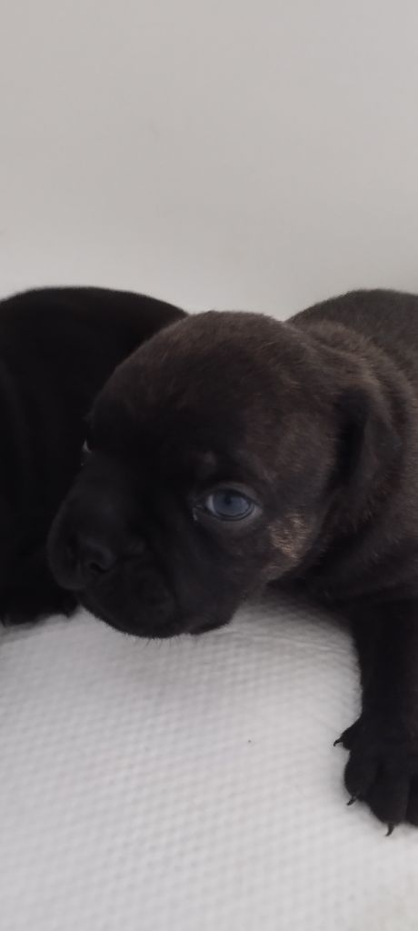 Chiot Staffordshire Bull Terrier Gm'family